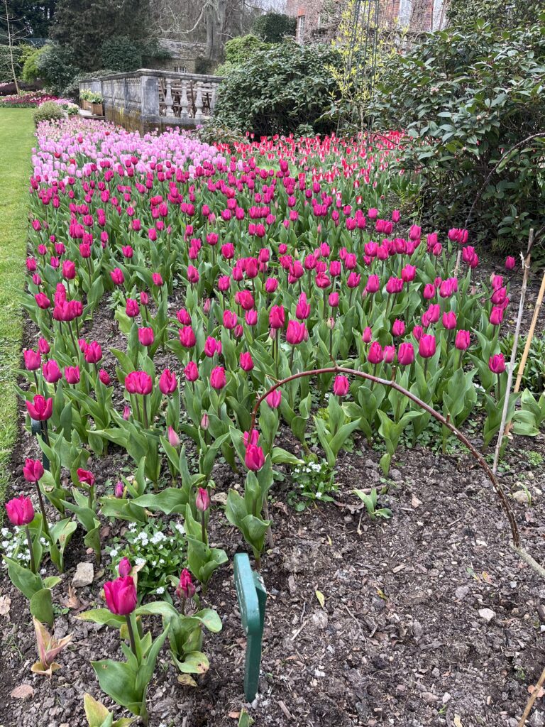 Pashley Manor tulips